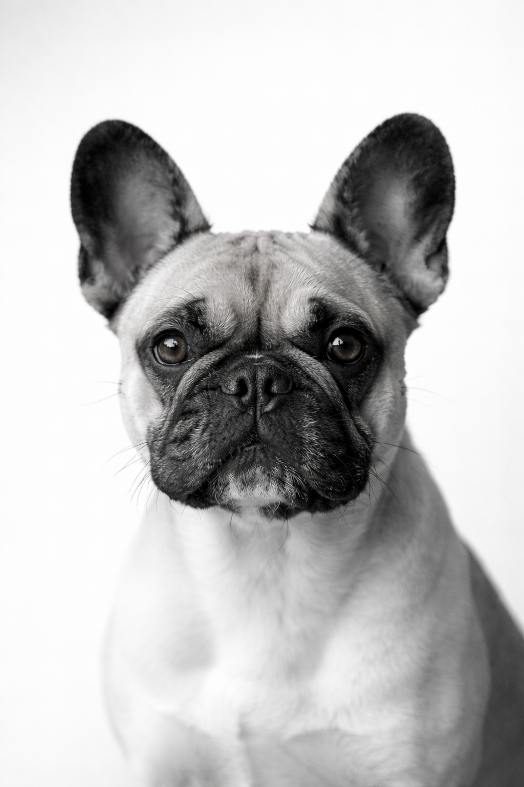 Black and white French bulldog portrait for dog behaviour photography guide