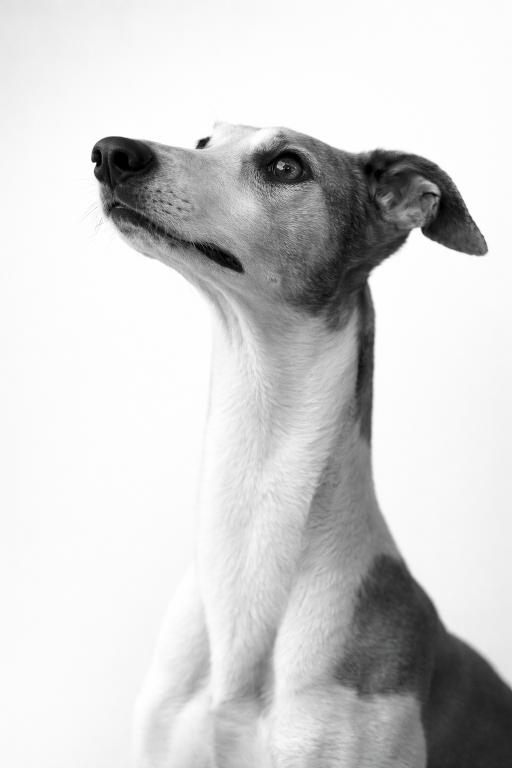 Black and white dog portrait for pet photoshoot preparation guide