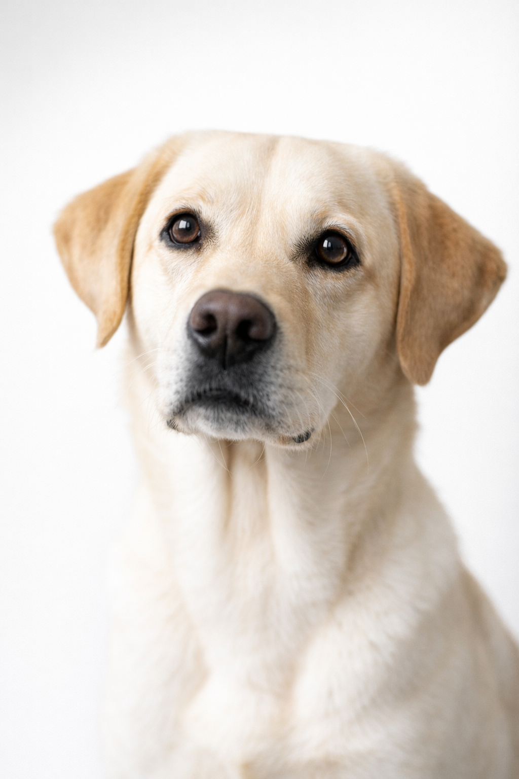 Pet photography by Kola Photography